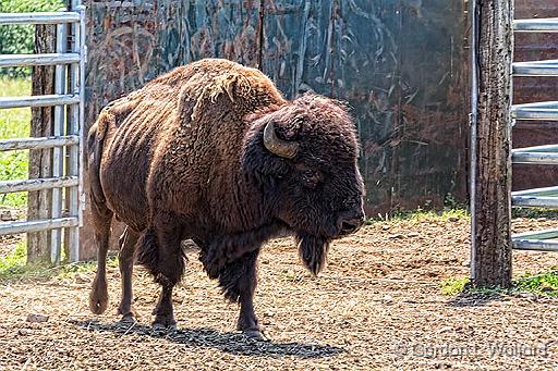 Big Bill_24972.jpg - Bison bull photographed near Perth, Ontario, Canada.